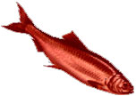 Red Herring Red Herring
