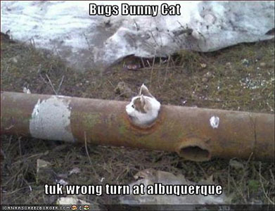 Bugs Bunny Cat