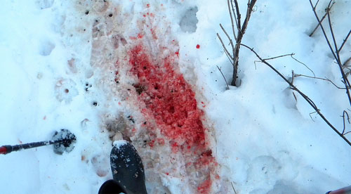 Bloody Deer Path Bloody Deer Path