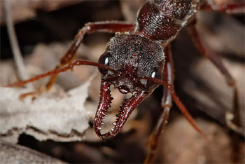 Myrmecia / Bulldog-Ant - Photo by Fir0002/Flagstaffotos