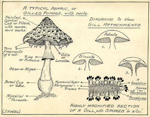 Fungus - James Hamlyn Willis