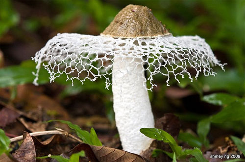 Long Net Stinkhorn - Shirley Ng