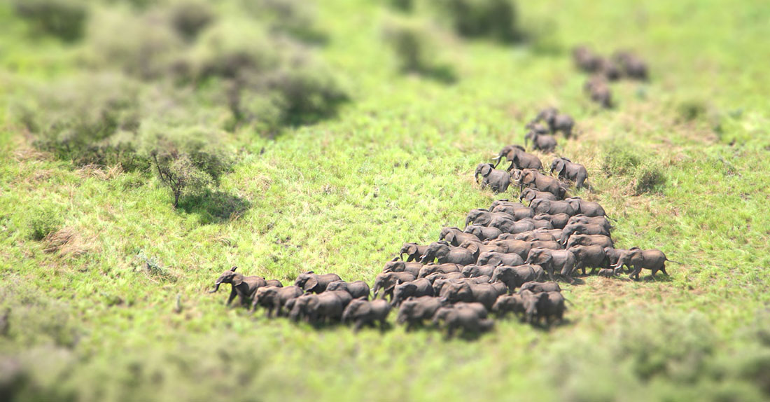 Herd in Miniature