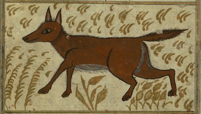 Zakariya ibn Muhammad Qazwini - A Wolf