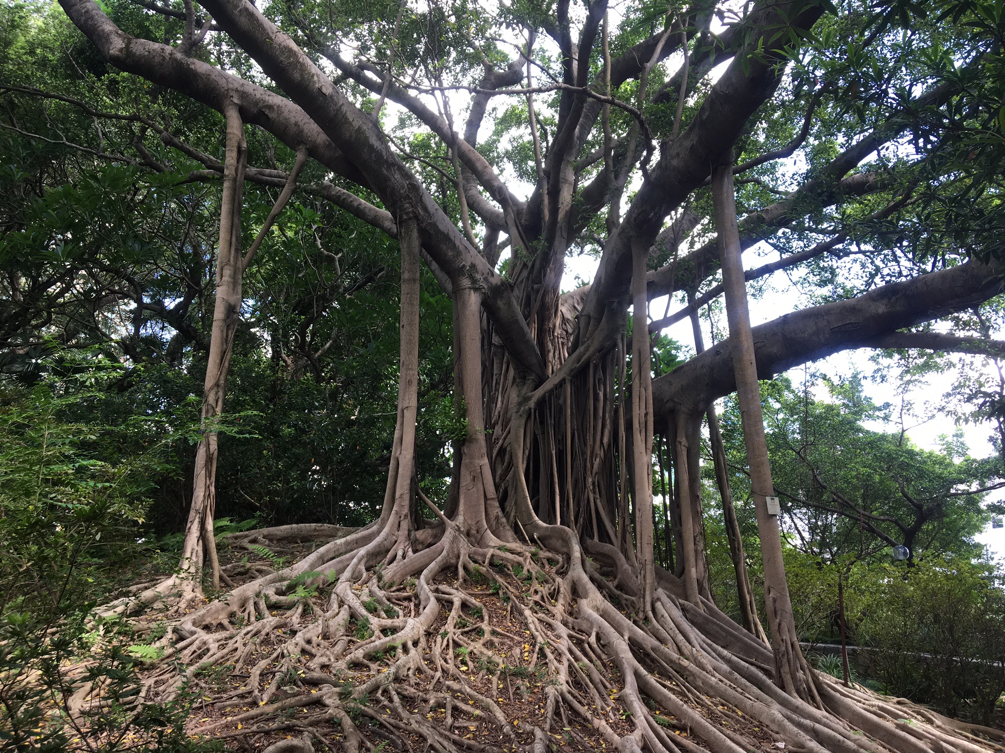 Banyan Tree