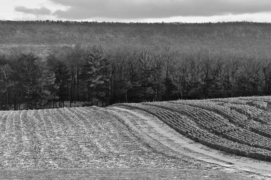 Farm Field in Winter