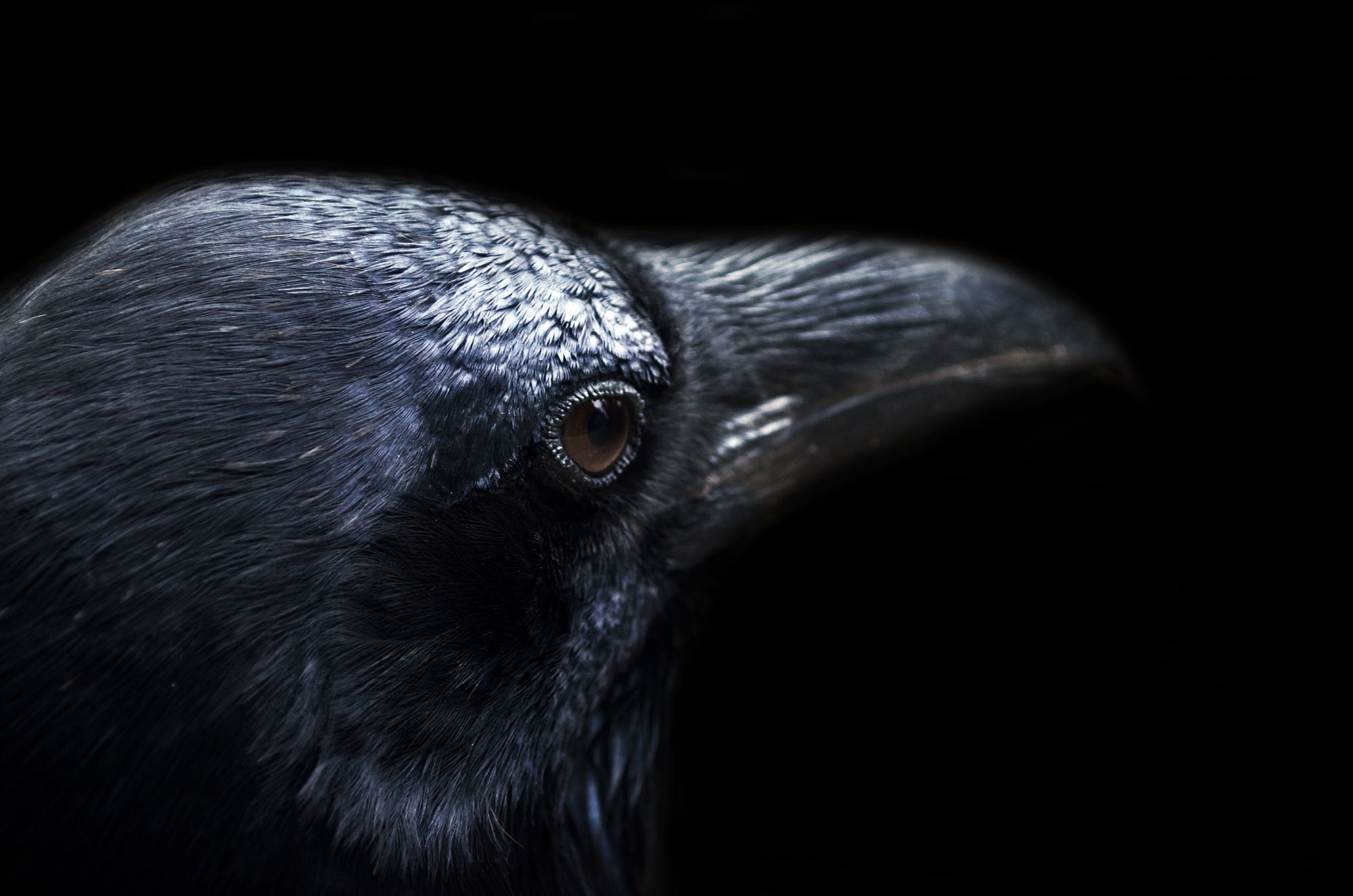 Black Bird